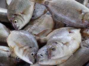 Sardines, Algarve, Portugal